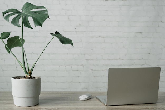Planta de monstera en maceta en la mesa contra la pared