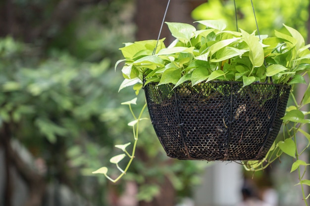 Planta monstera nativa australiana em um jardim