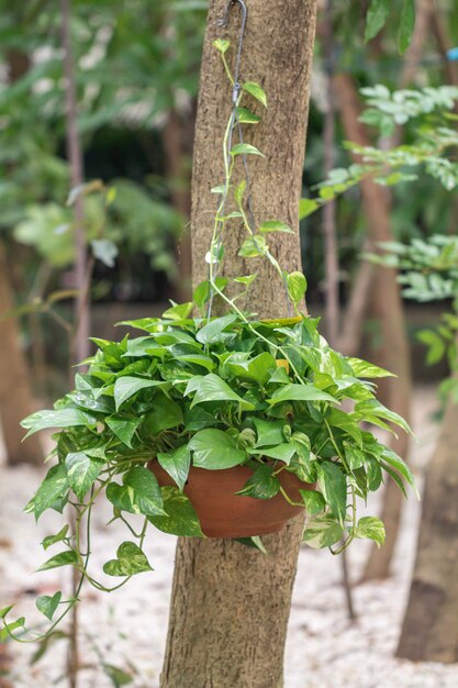 Planta monstera nativa australiana em um jardim