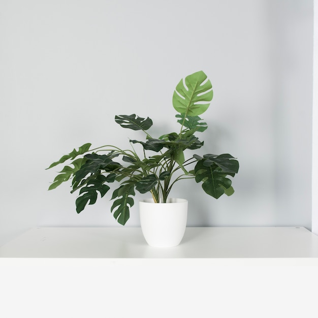 Planta Monstera no vaso com muitas folhas