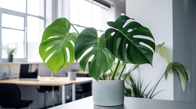 Una planta de monstera se sienta en un mostrador frente a una ventana.