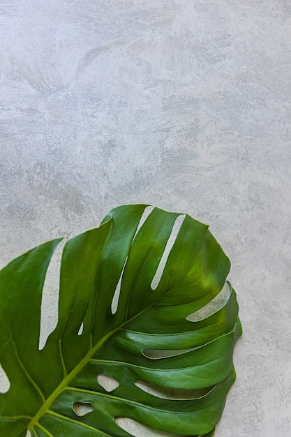 Planta de Monstera sobre un fondo natural gris. Copiar espacio para texto