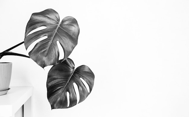 Planta monstera tropical em um vaso de flores em uma mesa contra uma parede branca com um espaço de cópia, foto em preto e branco