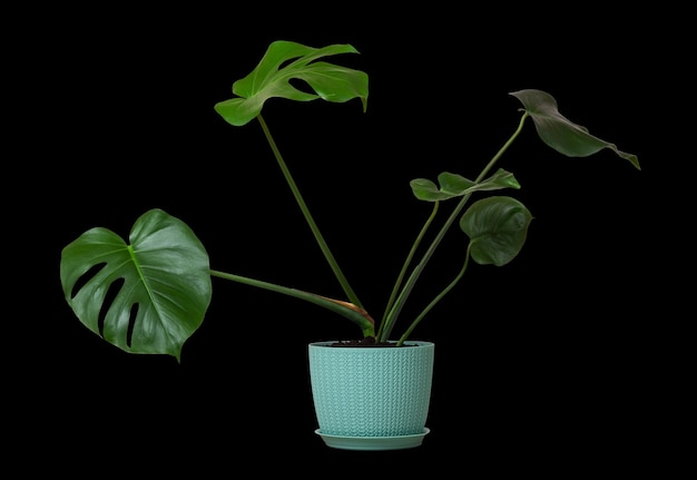 Planta de monstera tropical con hojas verdes en una maceta aislada en una pared negra