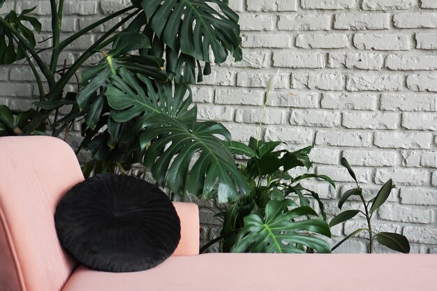 Planta de monstera verde grande en la olla. Sofá rosa. Diseño escandinavo de pared de ladrillo blanco