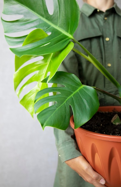 Planta Monstera