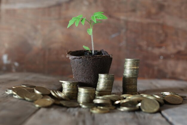 Foto planta y montones de monedas.