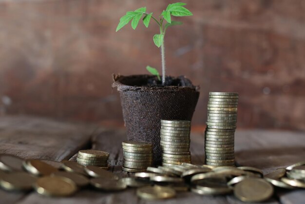 Planta y montones de monedas.