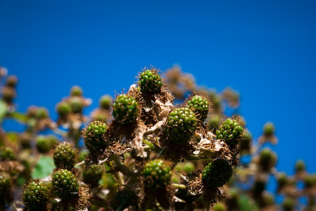 Planta de mora con bayas verdes como fondo natural agradable