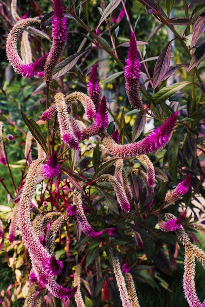 Foto planta morada en un jardín