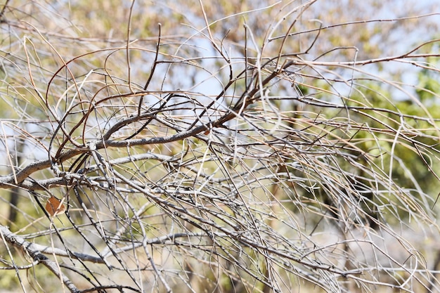 Planta muerta