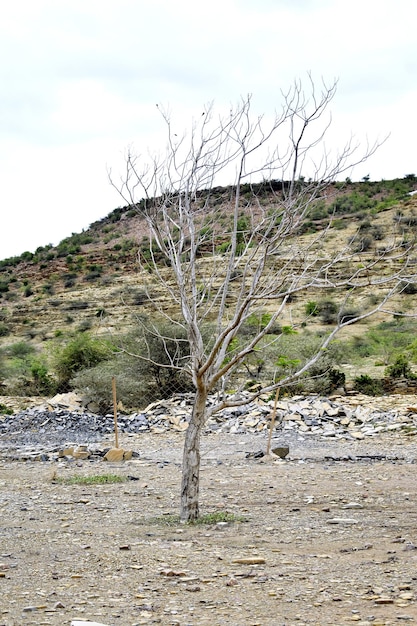 Planta muerta