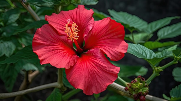 En una planta se muestra una flor roja con un centro amarillo.