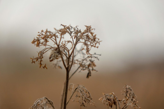 Foto planta murcha