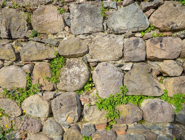 Una planta en un muro de piedra Las plantas crecen en un antiguo muro de piedra Mampostería antigua Restos de arquitectura antigua