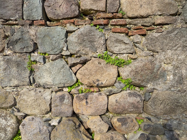 Una planta en un muro de piedra Las plantas crecen en un antiguo muro de piedra Mampostería antigua Restos de arquitectura antigua