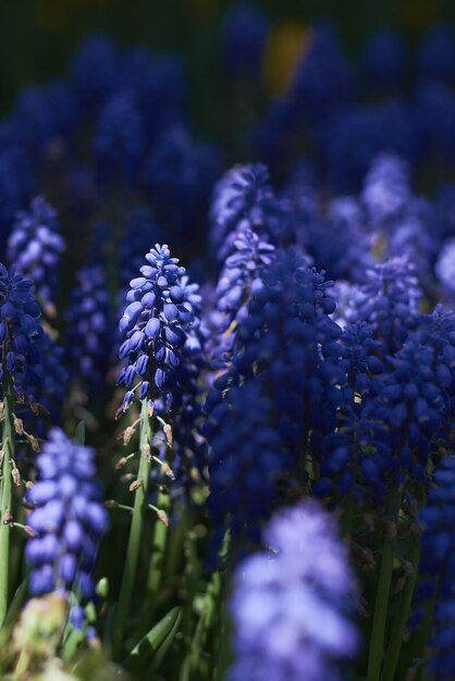 Planta de muscari o flor de jacinto de uva Luz y sombra