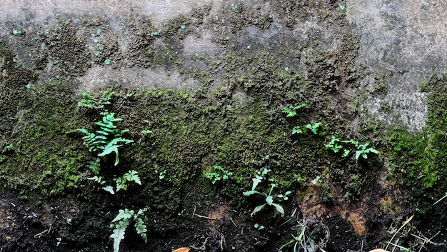 Foto una planta con musgo verde