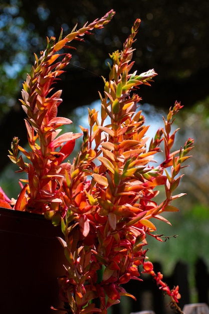 Foto planta de naranja