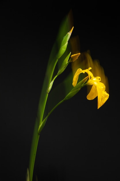 Planta de narciso con tallo verde y flores amarillas