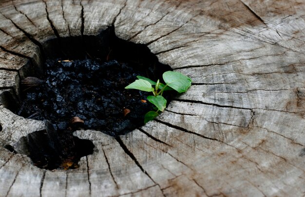 Planta nascida no coto