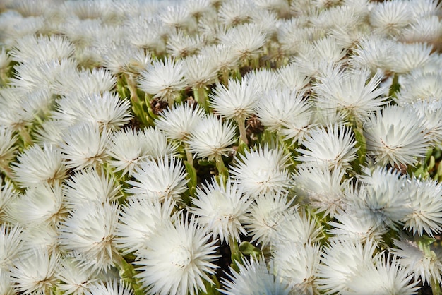 Planta nativa de Fynbos encontrada no Parque Nacional Table Mountain Cidade do Cabo África do Sul Muitas plantas de arbustos finos crescendo e florescendo em um campo ou savana Cabeças de flores brancas florescendo na primavera