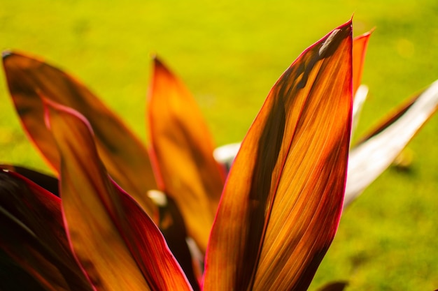 Una planta nativa tropical con grandes hojas rojas.