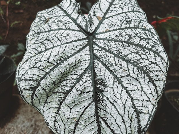 Foto planta natural com foco de folha