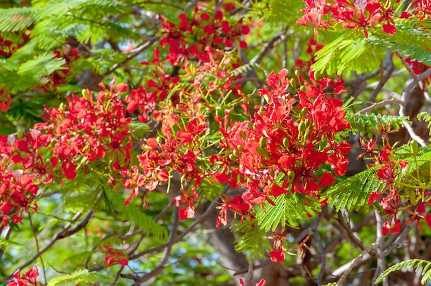 Planta natural madera de hoja y flor roja con casa.