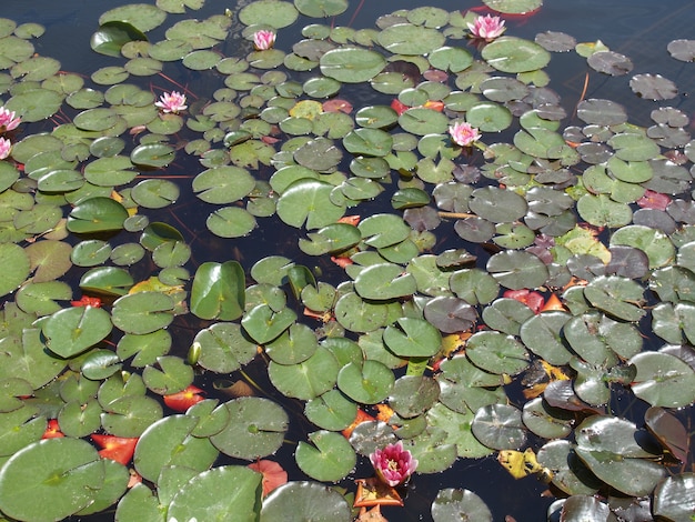 Planta de nenúfar (Nymphaea) en un estanque