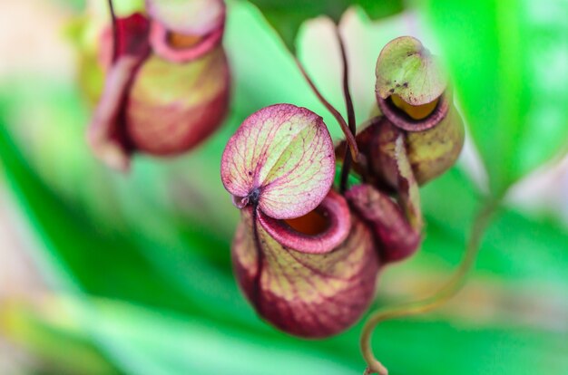 Planta Nepenthes, Monkey Cup o Tropical Pitcher, Jarra. Herramienta o trampa para atraer. Animales de presa o insectos, pequeñas criaturas