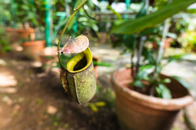 Planta Nepenthes en su nombre científico en el estado de Kuching Sarawak, Malasia