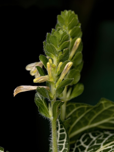 Foto planta nerviosa de la especie fittonia albivenis con flores