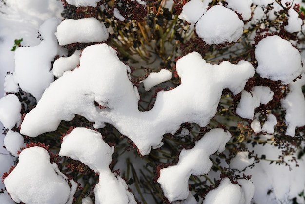 Planta bajo la nieve sobre un fondo de nieve.