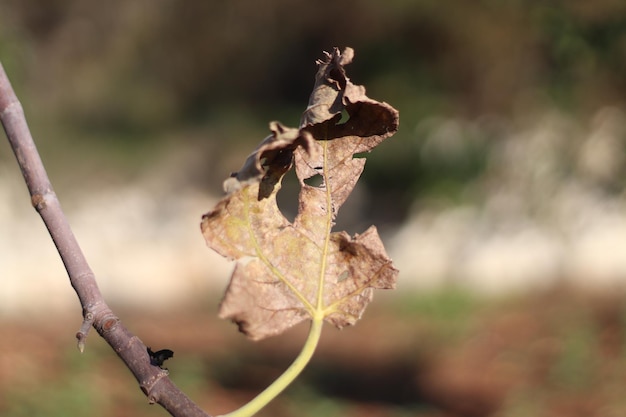 planta no meio de galhos de árvores secas e fundo verde Foto gratuita