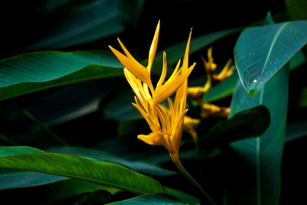 Foto la planta con el nombre científico heliconia psittacorum