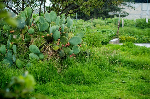 Planta Nopal, com frutos de figo da Índia.