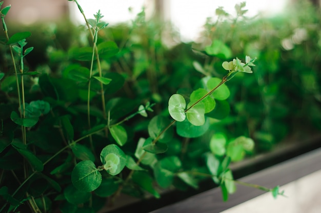 La planta o hierba verde fresca se planta en una maceta como decoración interior