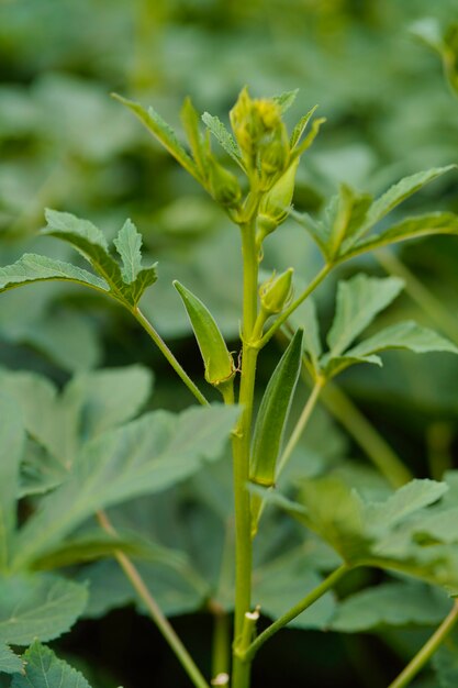 Planta de okra o ladyfinger en el campo de la agricultura.