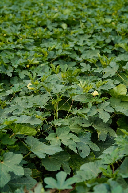 Planta de okra o ladyfinger en el campo de la agricultura.
