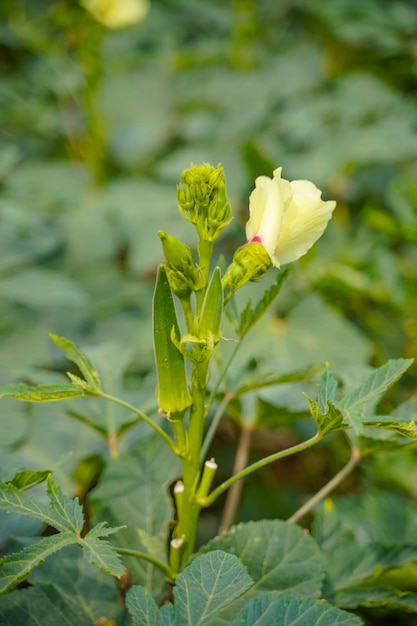 Planta de okra o ladyfinger en el campo de la agricultura.