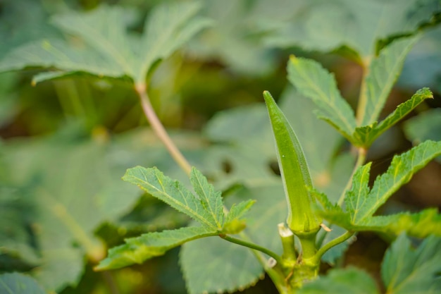 Planta de okra o ladyfinger en el campo de la agricultura.