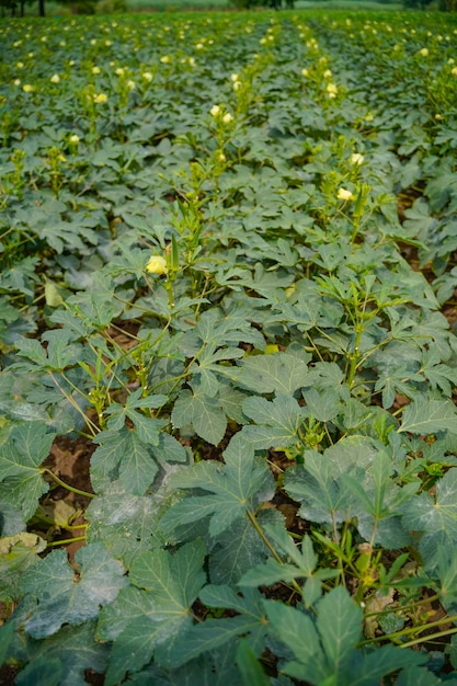 Planta de okra o ladyfinger en el campo de la agricultura.