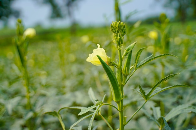 Planta de okra o ladyfinger en el campo de la agricultura.