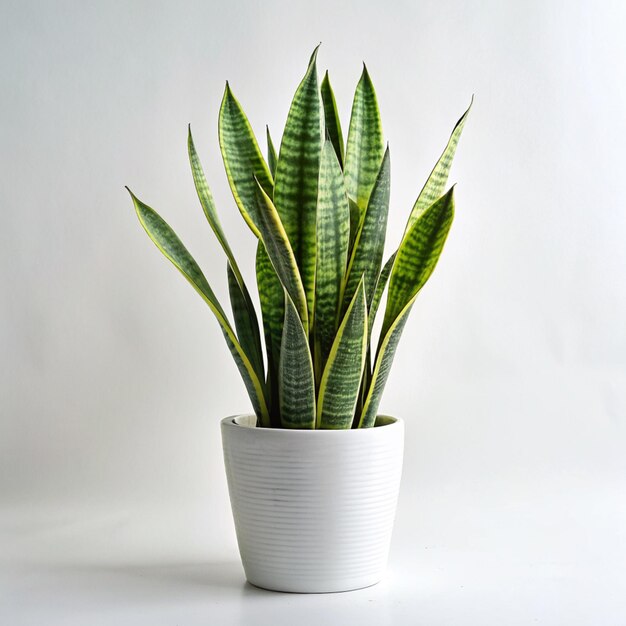 Foto una planta en una olla blanca está sentada en una mesa