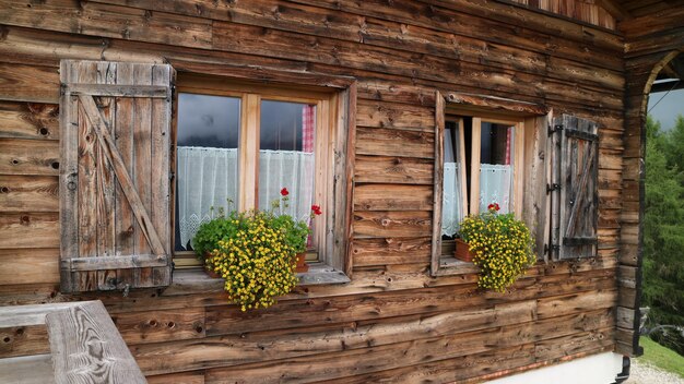 Planta en olla contra la ventana de la casa