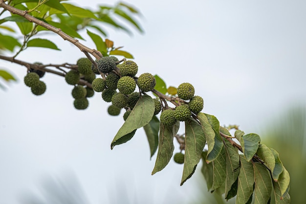 Planta de olmo de las Indias Occidentales