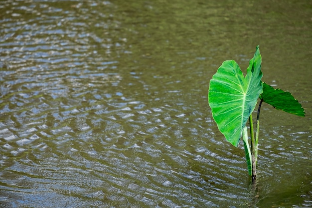 La planta de oreja de elefante en el agua.