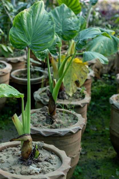 Planta orelha de elefante Alocasia Portora em vasos