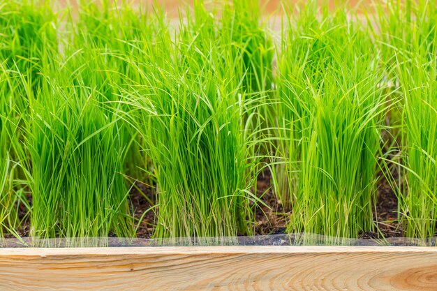 Planta orgánica de arroz verde, fuente de clorofila. Jardín de vegetales limpio no tóxico para la comida.